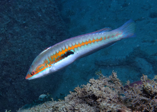 Mediterranean Rainbow Wrasse - Photo (c) oriol_d, all rights reserved