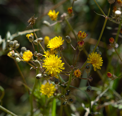 Sonchus tenerrimus - Photo (c) Jaume Piera, some rights reserved (CC BY-NC)