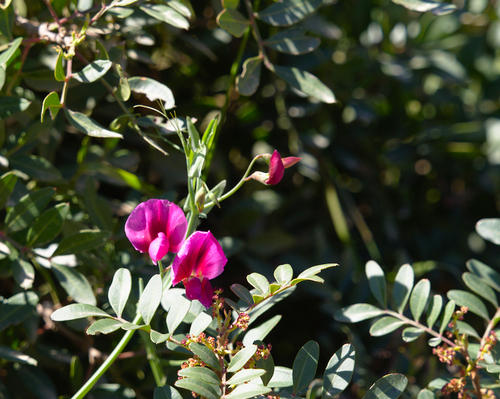 Tangier Pea - Photo (c) Jaume Piera, some rights reserved (CC BY-NC)