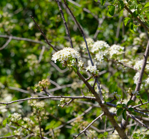 St Lucie Cherry - Photo (c) Jaume Piera, some rights reserved (CC BY-NC)