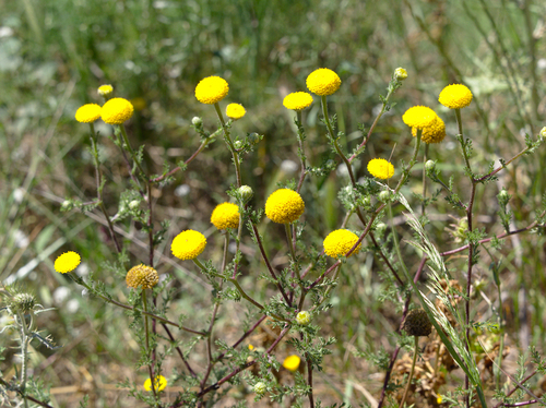 Anacyclus valentinus - Photo (c) Jaume Piera, some rights reserved (CC BY-NC)