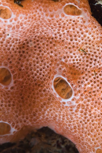 Wrinkled Sea Mats - Photo (c) Romu, some rights reserved (CC BY-NC)