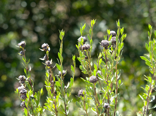 Shrubby Globularia - Photo (c) Jaume Piera, some rights reserved (CC BY-NC)