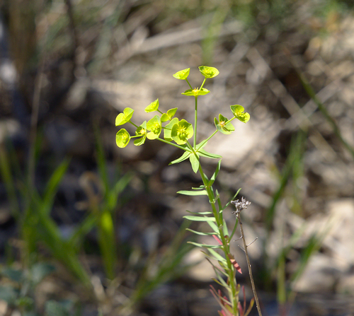 Corn Spurge - Photo (c) Jaume Piera, some rights reserved (CC BY-NC)