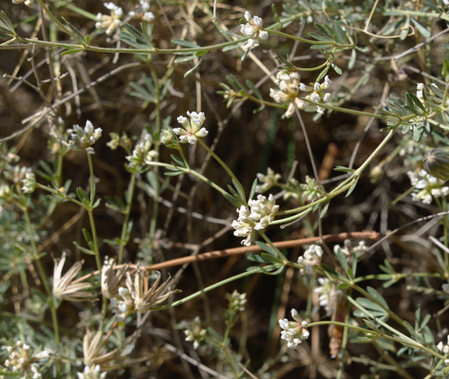 Prostrate Canary Clover - Photo (c) Jaume Piera, some rights reserved (CC BY-NC)