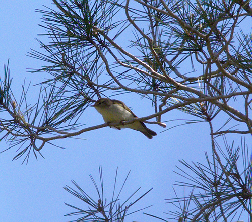 Western Bonelli's Warbler - Photo (c) Jaume Piera, some rights reserved (CC BY-NC)