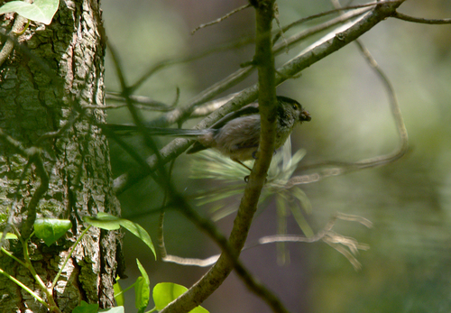 Long-tailed Tit - Photo (c) Jaume Piera, some rights reserved (CC BY-NC)