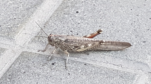 Short-Horned Grasshoppers - Photo (c) Jaume Piera, some rights reserved (CC BY-NC)