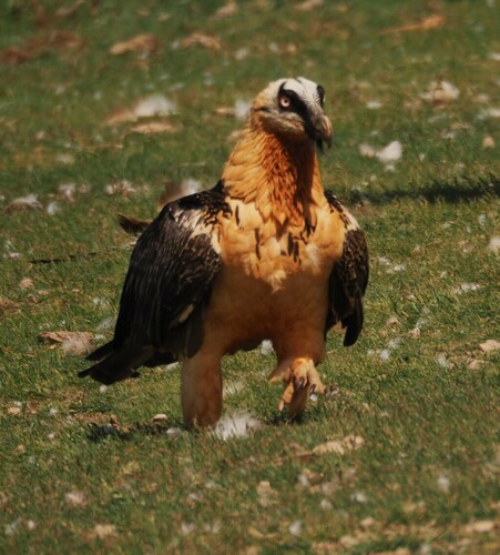 Bearded Vulture - Photo (c) pitubis, some rights reserved (CC BY-NC)