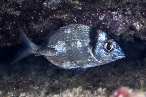 Large Parasitic Isopod - Photo (c) xavi salvador costa, some rights reserved (CC BY-NC)