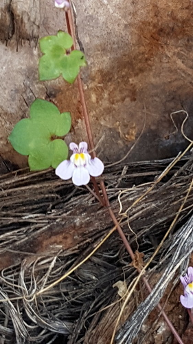 Ivy-leaved Toadflax - Photo (c) Jaume Piera, some rights reserved (CC BY-NC)