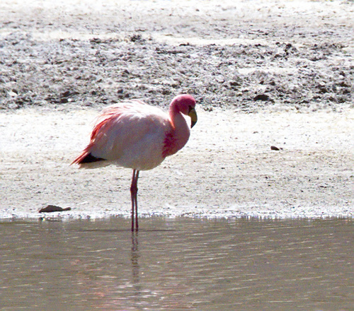 Flamingos - Photo (c) Jaume Piera, some rights reserved (CC BY-NC)