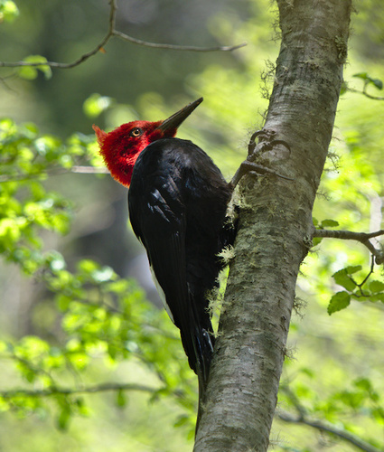 Picidae - Photo (c) Jaume Piera, some rights reserved (CC BY-NC)