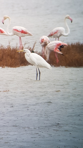 Great Egret - Photo (c) Jaume Piera, some rights reserved (CC BY-NC)