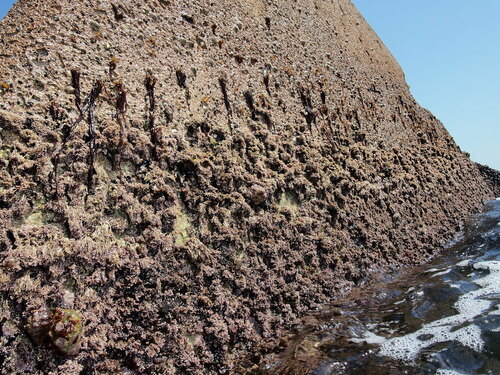 Sea Noodle - Photo (c) xavi salvador costa, some rights reserved (CC BY-NC)