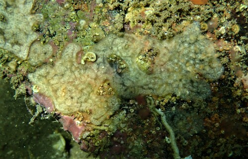 Didemnum lahillei - Photo (c) Guillermo Alvarez Lerma, some rights reserved (CC BY-NC)