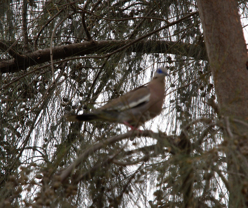 Pacific Dove - Photo (c) Jaume Piera, some rights reserved (CC BY-NC)
