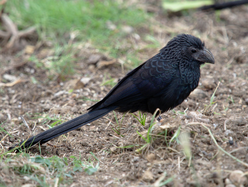 Smooth-billed Ani - Photo (c) Jaume Piera, some rights reserved (CC BY-NC)