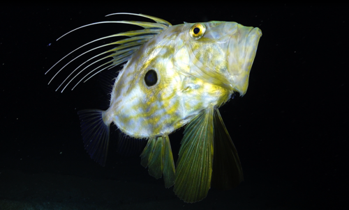 John Dory - Photo (c) xavi salvador costa, some rights reserved (CC BY-NC)