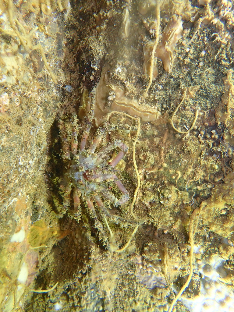 Ornamental Spider Crab - Photo (c) Edu, some rights reserved (CC BY-NC-SA), uploaded by Edu Alcaniz