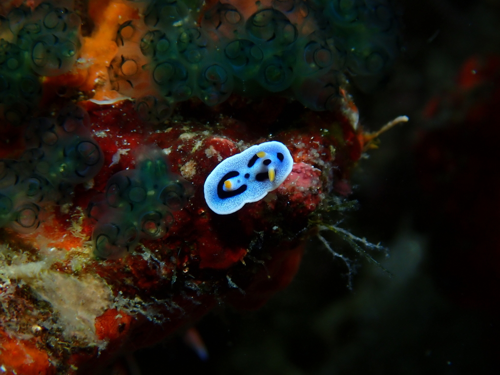 Alcala's Chromodoris - Photo (c) Edu, some rights reserved (CC BY-NC-SA), uploaded by Edu Alcaniz