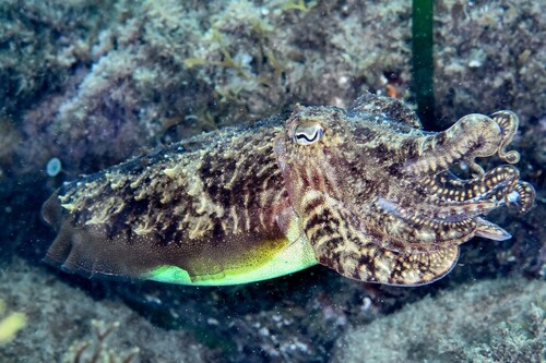 European Common Cuttlefish (Sepia officinalis) · MINKA