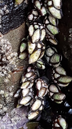 Gooseneck Barnacle - Photo (c) Jaume Piera, some rights reserved (CC BY-NC)