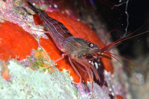 Monaco Shrimp - Photo (c) xavi salvador costa, some rights reserved (CC BY-NC)