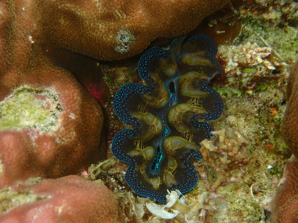 Giant Clams - Photo (c) Edu, some rights reserved (CC BY-NC-SA), uploaded by Edu Alcaniz