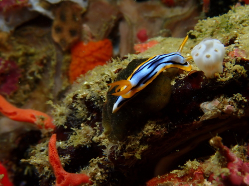 Streaked Chromodoris - Photo (c) Edu, some rights reserved (CC BY-NC-SA), uploaded by Edu Alcaniz