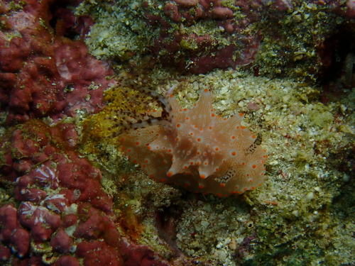 Batangas Halgerda - Photo (c) Edu, some rights reserved (CC BY-NC-SA), uploaded by Edu Alcaniz