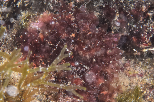 Nitophyllum punctatum - Photo (c) xavi salvador costa, some rights reserved (CC BY-NC)