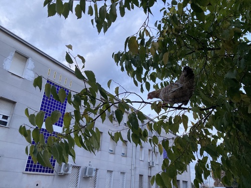 Gallus gallus domesticus - Photo (c) Ortiz_de_Zugasti, some rights reserved (CC BY-NC)