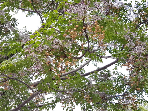Chinaberry - Photo (c) Jaume Piera, some rights reserved (CC BY-NC)
