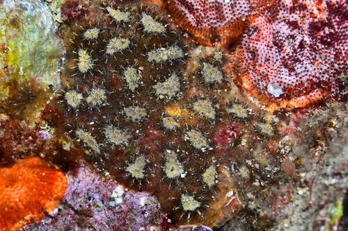 Tunicates - Photo (c) xavi salvador costa, some rights reserved (CC BY-NC)