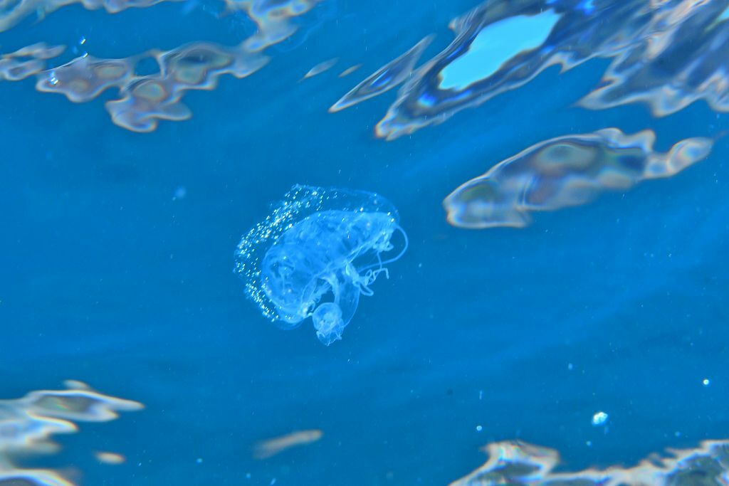 Geryonia proboscidalis (Forsskål, 1775)