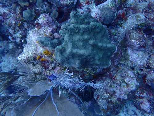 Mountainous Star Coral - Photo (c) Berta Companys Oliva, some rights reserved (CC BY-NC)