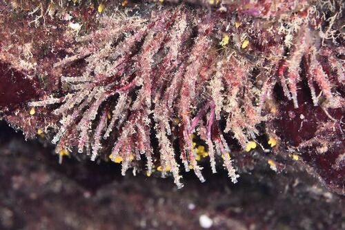 Phyllochaetopterus - Photo (c) xavi salvador costa, some rights reserved (CC BY-NC)