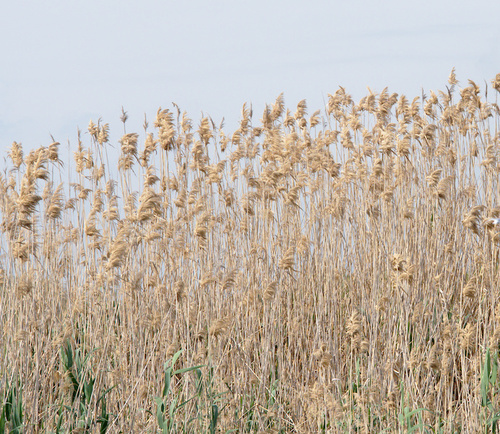 Phragmites australis - Photo (c) Jaume Piera, some rights reserved (CC BY-NC)