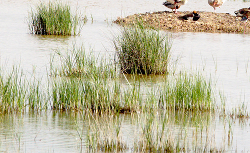 Rushes - Photo (c) Jaume Piera, some rights reserved (CC BY-NC)