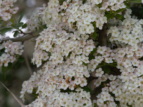 Common Hawthorn - Photo (c) Jaume Piera, some rights reserved (CC BY-NC)