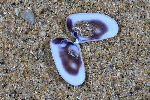 Wedge Clam - Photo (c) xavi salvador costa, some rights reserved (CC BY-NC)