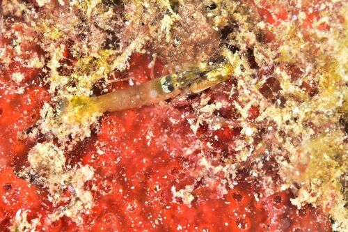 Alpheus - Photo (c) xavi salvador costa, some rights reserved (CC BY-NC)