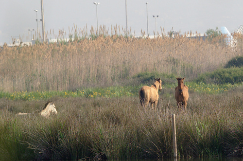 Domestic Horse - Photo (c) Jaume Piera, some rights reserved (CC BY-NC)