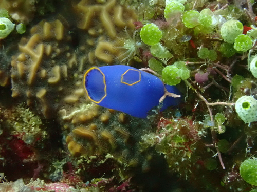 Rhopalaea fusca - Photo (c) Edu, some rights reserved (CC BY-NC-SA), uploaded by Edu Alcaniz