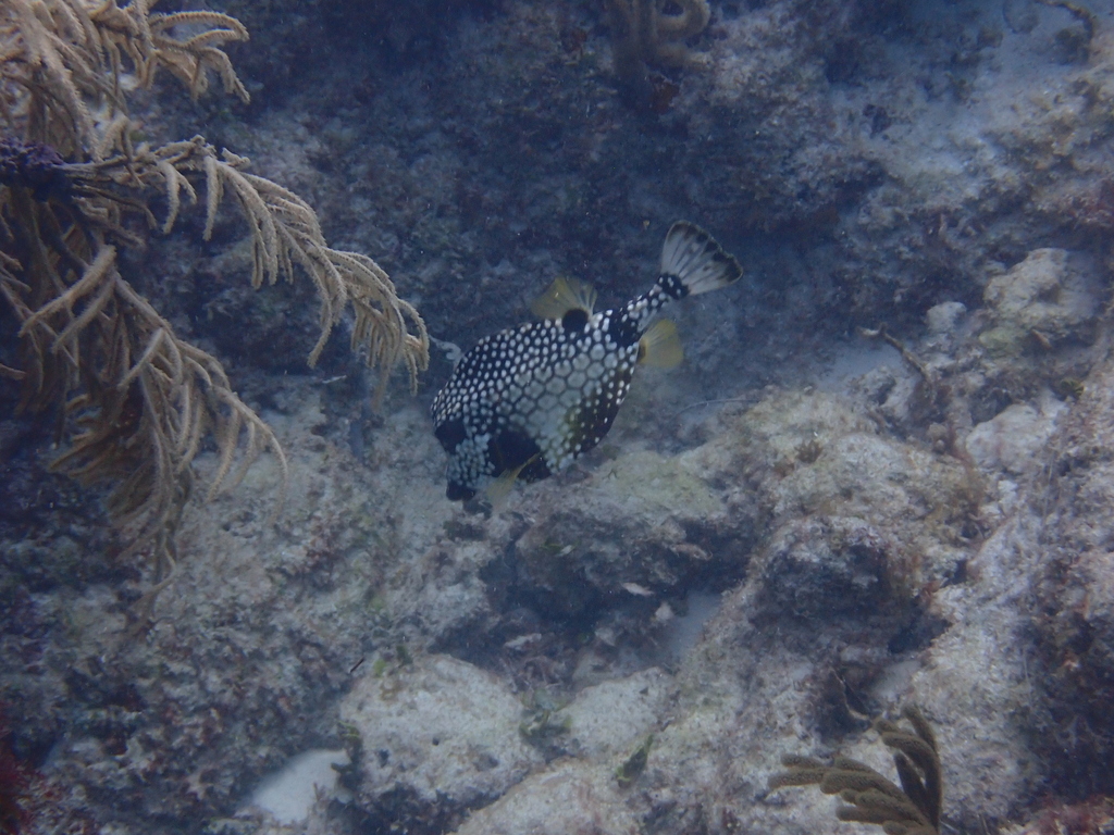 Smooth Trunkfish - Photo (c) Berta Companys Oliva, some rights reserved (CC BY-NC)
