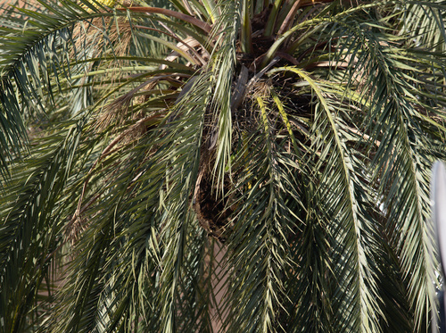 Date Palm - Photo (c) Jaume Piera, some rights reserved (CC BY-NC)