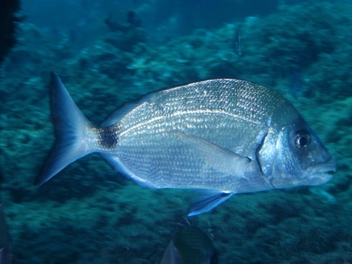 White Seabream - Photo (c) oriol_d, all rights reserved