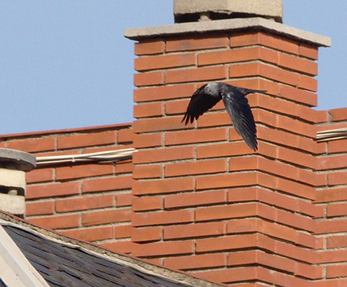 Eurasian Jackdaw - Photo (c) Jaume Piera, some rights reserved (CC BY-NC)