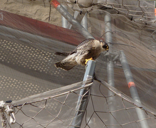 Peregrine Falcon - Photo (c) Jaume Piera, some rights reserved (CC BY-NC)